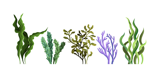 Seaweed startup BioMara set for next growth phase