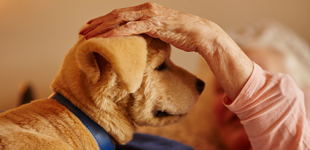 Barking up the right tree: Tombot robotic puppy tackles loneliness