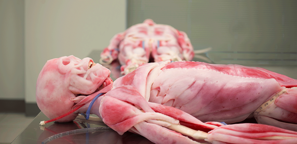 Photo credit: SynDaver