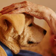 Barking up the right tree: Tombot robotic puppy tackles loneliness
