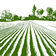 Agricultural transformation and the opportunities for agritech innovators