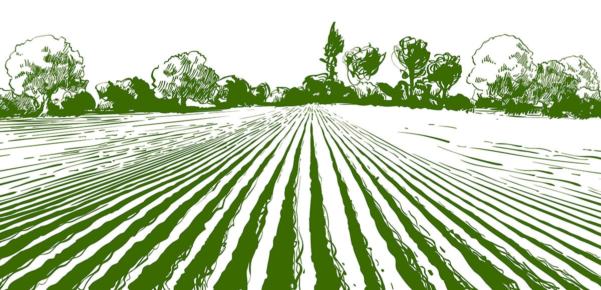 Agricultural transformation and the opportunities for agritech innovators