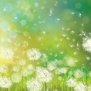 QuberTech raises £3.4M to grow sustainable rubber from dandelions