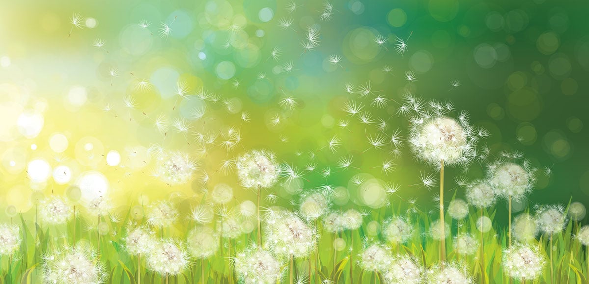 QuberTech raises £3.4M to grow sustainable rubber from dandelions
